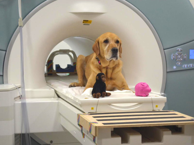 MRI Scans