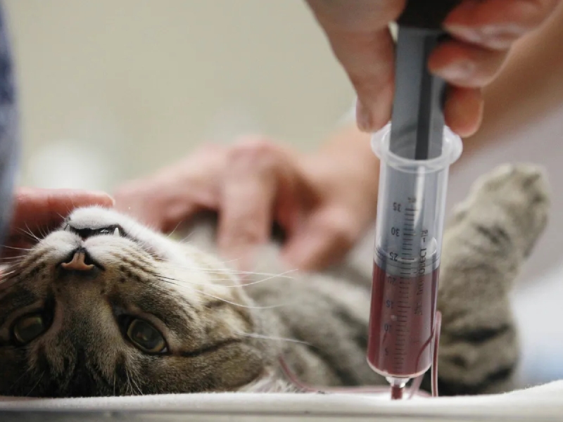Blood Transfusion
