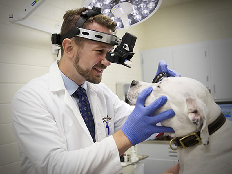 Ophthalmology